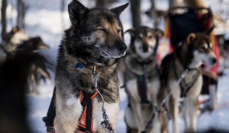 Husky Safari zu Weihnachten in Norwegen mit singlereisen.de